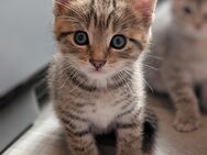4 Zuckersüße Kitten abzugeben - Rotenburg (Wümme)