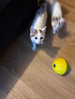 Katzen kitten - Schramberg Zentrum