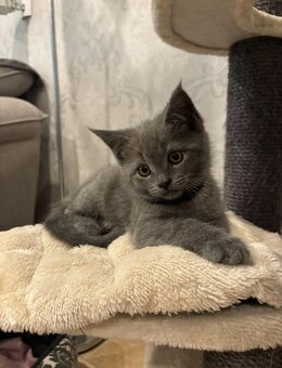 Kitten BKH/ Maine Coon - Essen