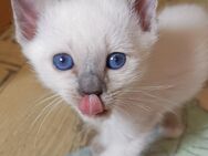 heilige Birma-Siam Kitten - Nastätten