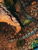 Mexikanische Königsnatter + Terrarium und Einrichtung in 45329