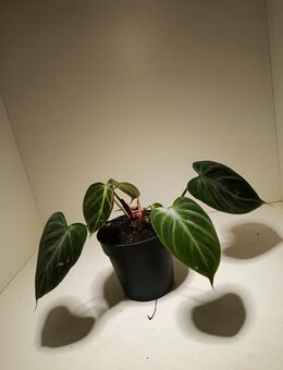 Philodendron El Choco Red - Rietberg