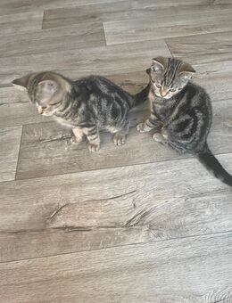 Abgabebereit: BKH Kitten, Tabby, Babykatzen, Brakel - Brakel