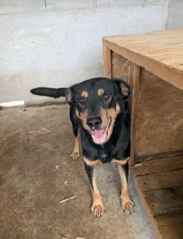 Karlo - Herz zu verschenken - Overath