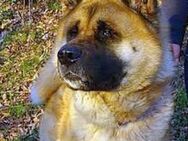 Akita-Inu sucht erfahrene Rasseliebhaber - Kempen