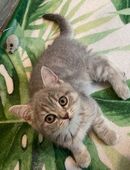 Britisch Kurzhaar Mädchen in 18230