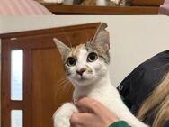 Susi und Rosi aus dem Tierschutz - Grevenbroich