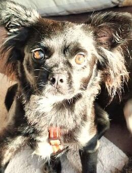 Marlenka wartet in 28816 Stuhr - Essen