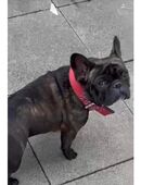 Französische Bulldogge in 64560