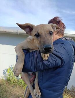 Fura - süßes verspieltes Hundekind - Köln