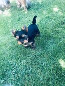 Yorkshire Terrier Welpe - Rüde in 31241