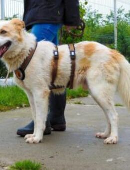 Wunderschöner Rüde Kiran sucht Zuhause - München