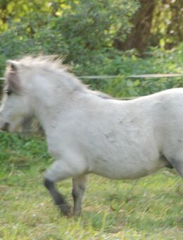 Rothensande Grey Infinity - gekörter Sohn von Birling Grey Mirage! 68 cm Mini Shetland - Felsberg