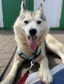 You, Husky Fans gesucht in 31675
