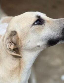Tobi - wurde fast erschlagen - Dreikirchen