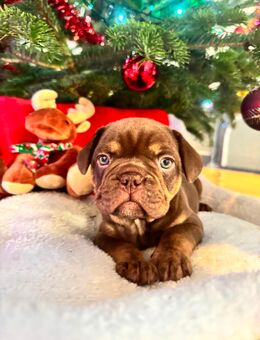 Französische Bulldoggen Welpen - Bad Schönborn