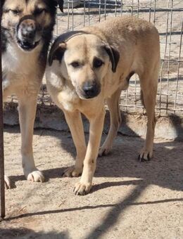 Hübscher FINN braucht ein Zuhause! - Neuberg
