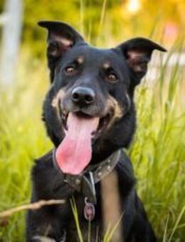 Hast du ein Körbchen frei für Mulani? - München