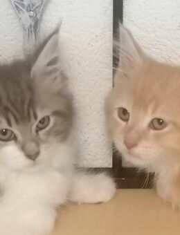 Maine Coon Kitten reinrassig Glückskatze - Hahn