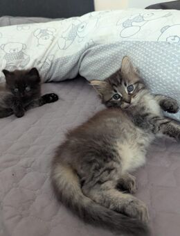Maine-Coon/Norweger Mix Kitten - Stauchitz