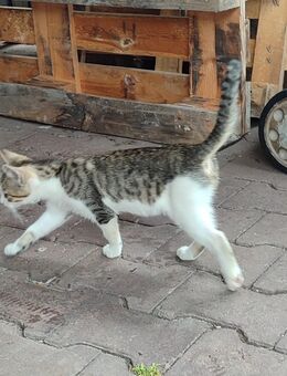 Katzen Kitten Babykatzen - Buchholz (Niedersachsen)