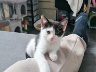 Katzen baby - Obertraubling