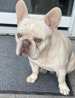 Bulldogge 10 Monate geimpft gechipt u EU Ausweiss - Mönchengladbach