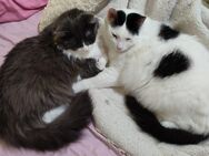 💥Siri&Freddy aus 01099 Dresden🍀 - Dresden