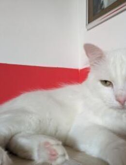 Kater Casper - Garching (München)