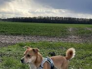 Dringend! Hund abzugeben - Gumtow