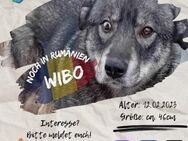 WIBO - Glück hat eine feuchte Nase - Waakirchen