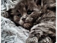 Zauberhafte Maine Coon Kitten - Schlehdorf