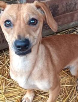 Oli wurde ausgesetzt - Olsberg