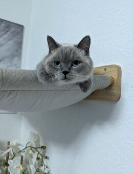 Britisch-Kurzhaar-Mix Charlie sucht ein liebevolles Zuhause - Halle (Saale)