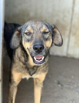 Pipistrello möchte dich verzaubern - Celle