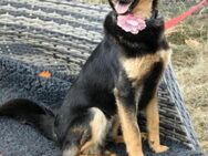 MIA-Prinzessin sucht ihr Königreich - Mönchengladbach
