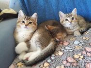 BKH Mix Kitten / Kätzchen - Hamburg
