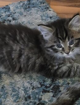 Maine Coon Kuschelkitten - Bremerhaven