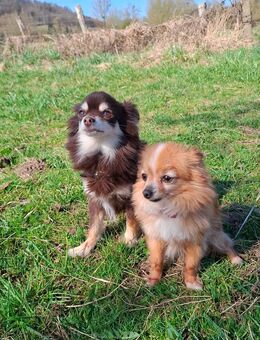 Chihuahua Pärchen 5 und 6 Jahre alt - Höxter