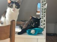 Kalafior&Leo Katzen-Duo sucht Fürsorge - Hochheim (Main)