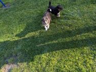 Collie Schäferhund Mischling - Uplengen