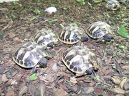 Griechische Landschildkröten - Friedberg Zentrum