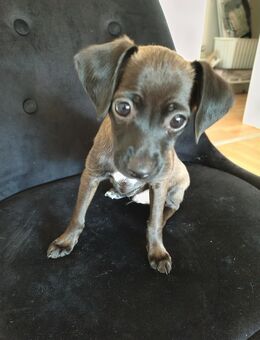 Unser kleiner Teddy - Pforzheim