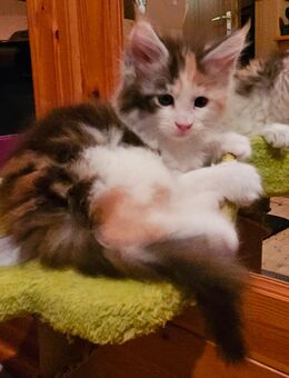 Wunderschöne Maine Coon Kitten mit Stammbaum - Murrhardt