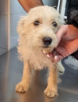 🌟 Oliver kleiner Bichon-Mix Welpe - Kassel