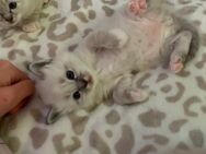 Birma-Kitten suchen liebevolles Zuhause🐾 - Bielefeld