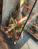 Terrarium aus Ausstellung in 42289