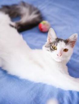 Feather aus dem Tierschutz - Grevenbroich