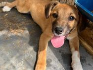 🐶 Welpenmädchen Maisie sucht dich! 💛 - Eislingen (Fils)