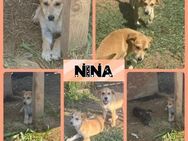 Nina sucht Familienglück - Bissingen